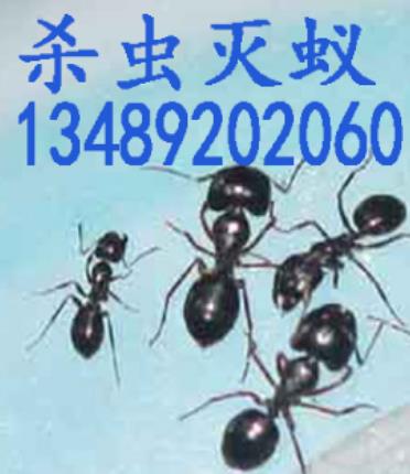 泉州洛江杀虫公司如何灭蚂蚁 服务电话13489202060