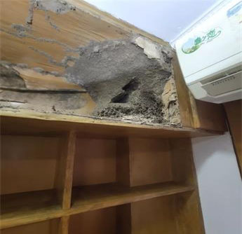 晋江市深沪镇小区房屋木柜挖白蚁巢